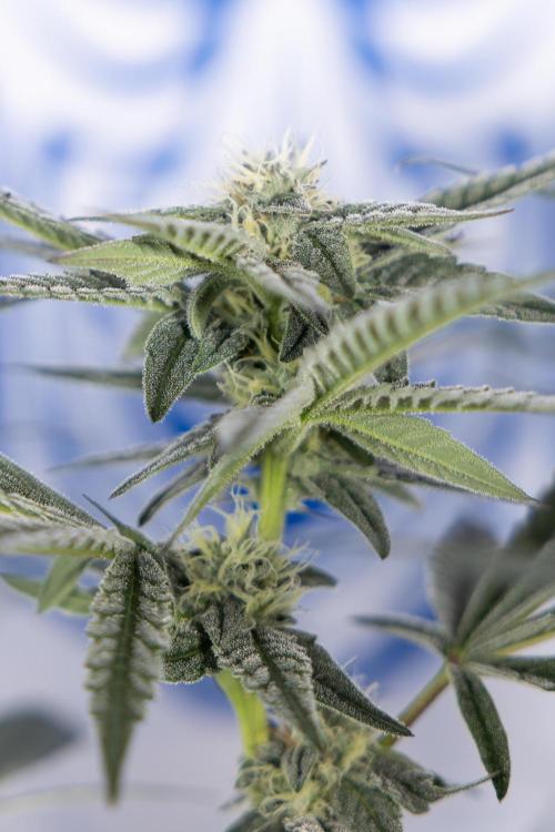 Georgia Pie #1 - Zamnesia x B&B. Week 10 - Georgia Pie #1 - Mainfolding - 3rd Bloom