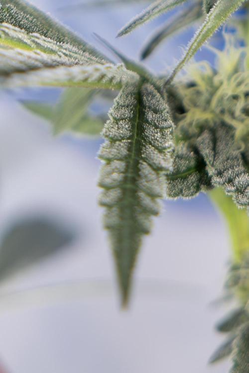 Georgia Pie #1 - Zamnesia x B&B. Week 10 - Georgia Pie #1 - Mainfolding - 3rd Bloom