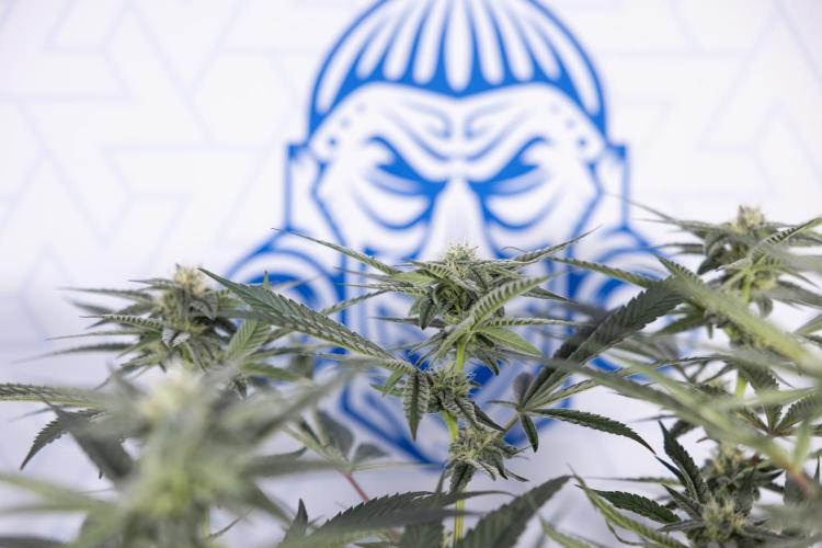 Georgia Pie #1 - Zamnesia x B&B. Week 10 - Georgia Pie #1 - Mainfolding - 3rd Bloom