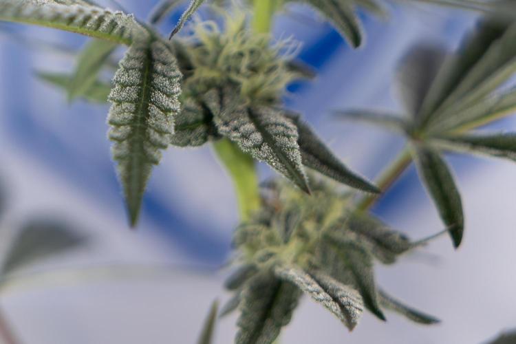 Georgia Pie #1 - Zamnesia x B&B. Week 10 - Georgia Pie #1 - Mainfolding - 3rd Bloom