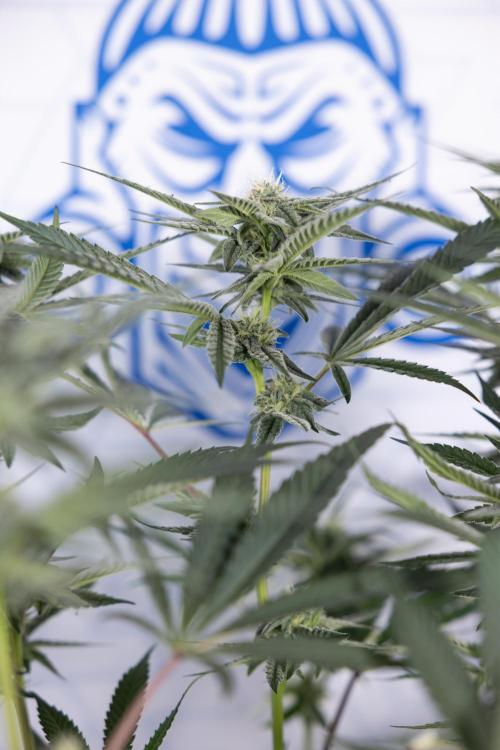 Georgia Pie #1 - Zamnesia x B&B. Week 10 - Georgia Pie #1 - Mainfolding - 3rd Bloom