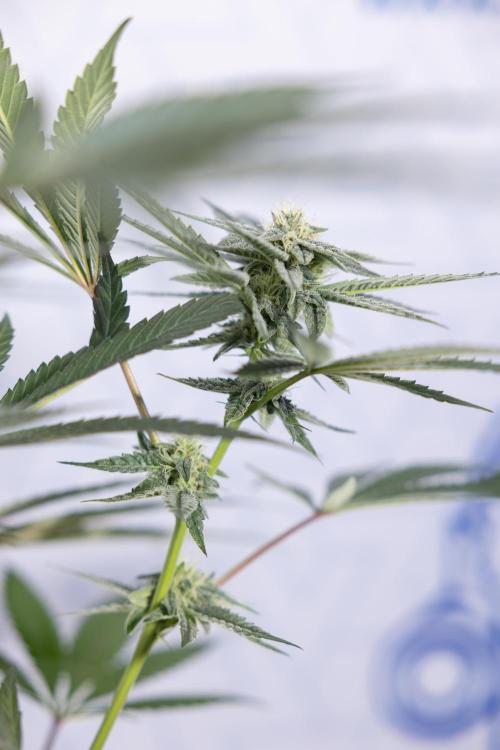 Georgia Pie #1 - Zamnesia x B&B. Week 10 - Georgia Pie #1 - Mainfolding - 3rd Bloom