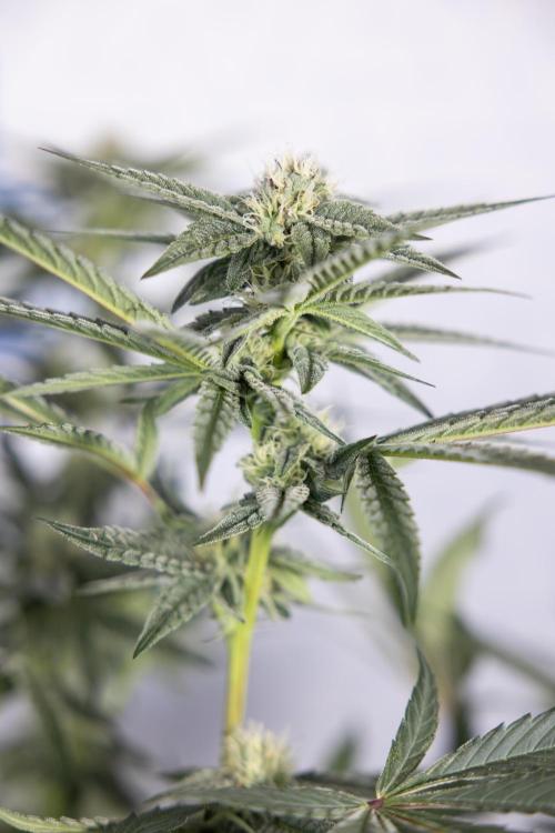 Georgia Pie #1 - Zamnesia x B&B. Week 10 - Georgia Pie #1 - Mainfolding - 3rd Bloom