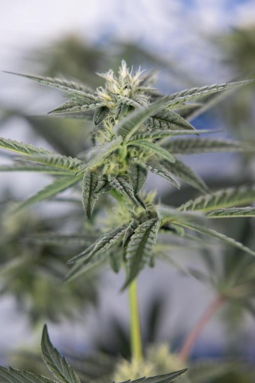 Georgia Pie #1 - Zamnesia x B&B. Week 10 - Georgia Pie #1 - Mainfolding - 3rd Bloom