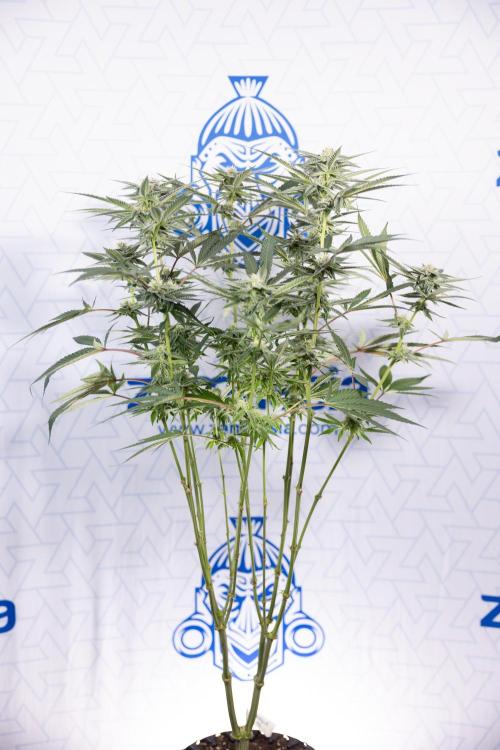 Georgia Pie #1 - Zamnesia x B&B. Week 10 - Georgia Pie #1 - Mainfolding - 3rd Bloom