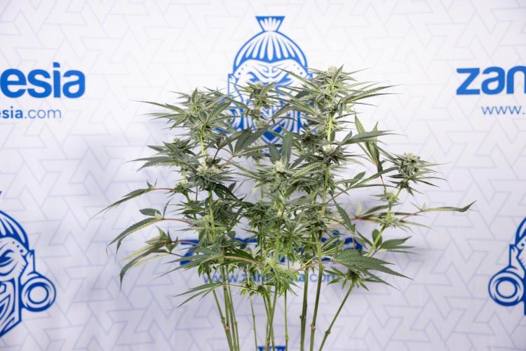 Georgia Pie #1 - Zamnesia x B&B. Week 10 - Georgia Pie #1 - Mainfolding - 3rd Bloom