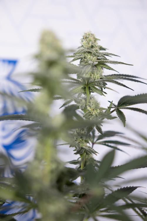 L.A. Kush Cake #3 - Zamnesia x B&B. Week 9 - LA Kush Cake #3 - Mainfolding - 3rd Bloom