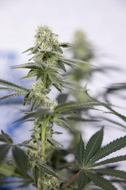 L.A. Kush Cake #3 - Zamnesia x B&B. Week 9 - LA Kush Cake #3 - Mainfolding - 3rd Bloom