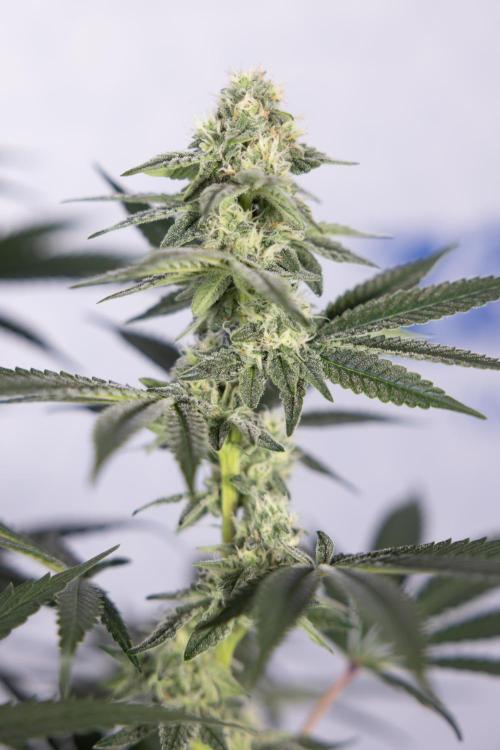 L.A. Kush Cake #3 - Zamnesia x B&B. Week 9 - LA Kush Cake #3 - Mainfolding - 3rd Bloom