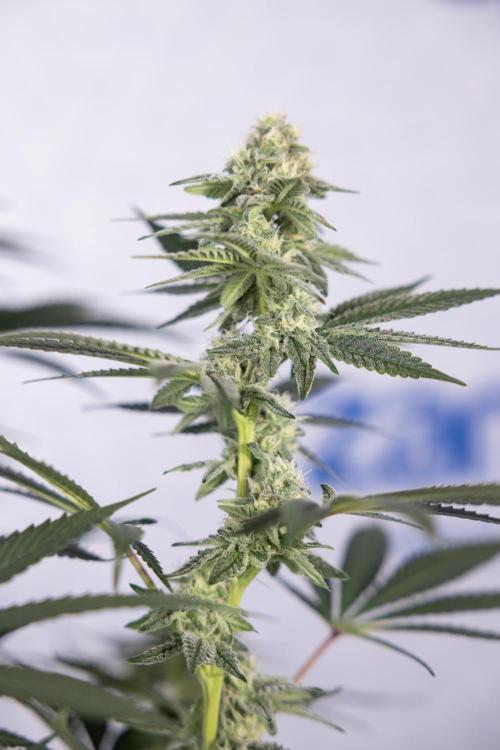 L.A. Kush Cake #3 - Zamnesia x B&B. Week 9 - LA Kush Cake #3 - Mainfolding - 3rd Bloom