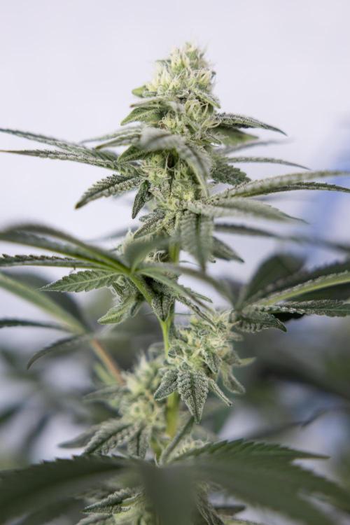 L.A. Kush Cake #3 - Zamnesia x B&B. Week 9 - LA Kush Cake #3 - Mainfolding - 3rd Bloom