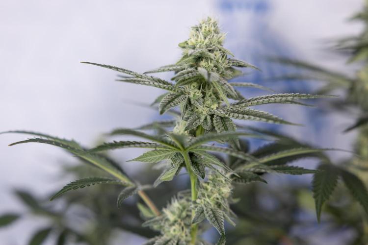 L.A. Kush Cake #3 - Zamnesia x B&B. Week 9 - LA Kush Cake #3 - Mainfolding - 3rd Bloom