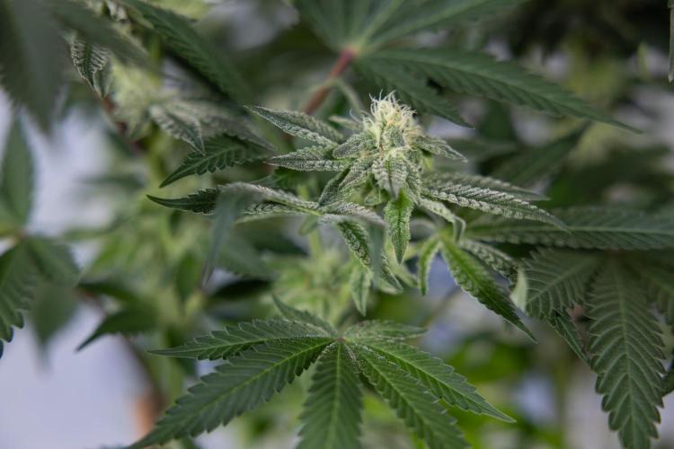 L.A. Kush Cake #3 - Zamnesia x B&B. Week 9 - LA Kush Cake #3 - Mainfolding - 3rd Bloom