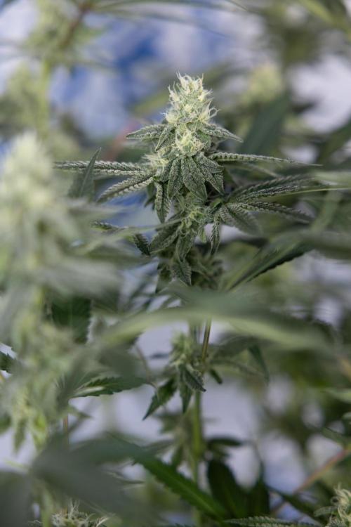 L.A. Kush Cake #3 - Zamnesia x B&B. Week 9 - LA Kush Cake #3 - Mainfolding - 3rd Bloom