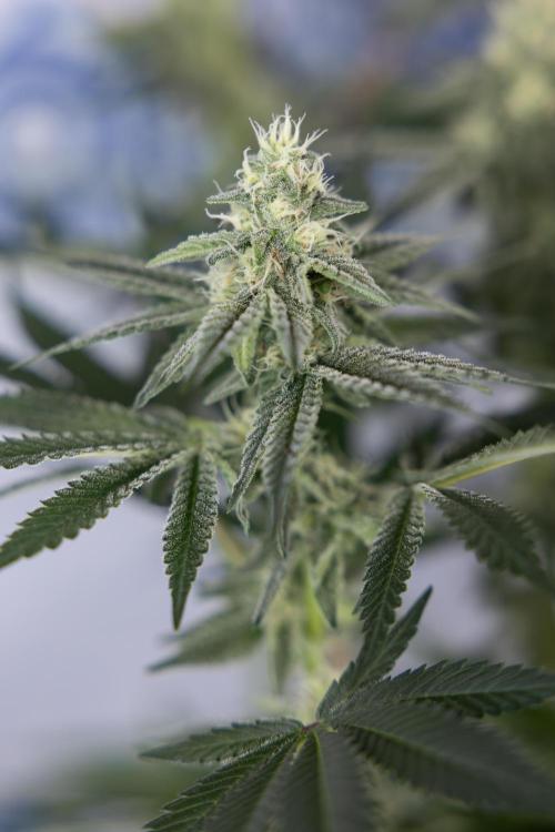 L.A. Kush Cake #3 - Zamnesia x B&B. Week 9 - LA Kush Cake #3 - Mainfolding - 3rd Bloom