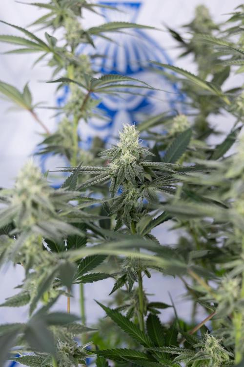 L.A. Kush Cake #3 - Zamnesia x B&B. Week 9 - LA Kush Cake #3 - Mainfolding - 3rd Bloom