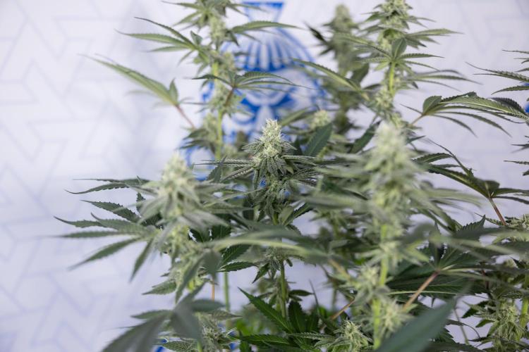 L.A. Kush Cake #3 - Zamnesia x B&B. Week 9 - LA Kush Cake #3 - Mainfolding - 3rd Bloom