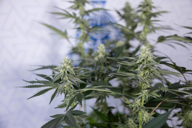 L.A. Kush Cake #3 - Zamnesia x B&B. Week 9 - LA Kush Cake #3 - Mainfolding - 3rd Bloom