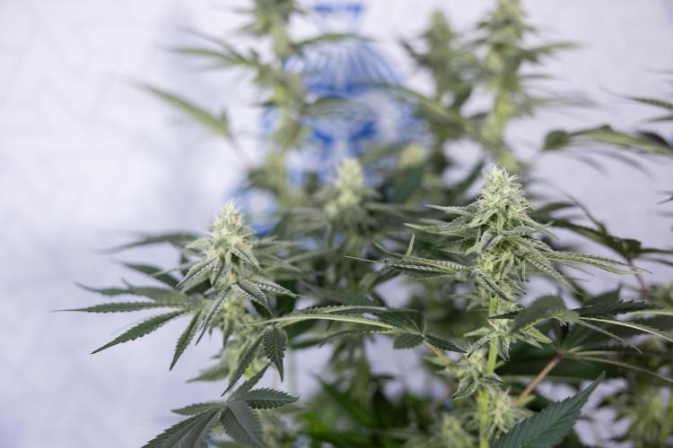 L.A. Kush Cake #3 - Zamnesia x B&B. Week 9 - LA Kush Cake #3 - Mainfolding - 3rd Bloom