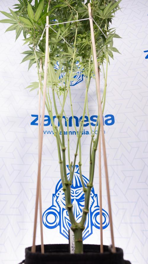 L.A. Kush Cake #3 - Zamnesia x B&B. Week 9 - LA Kush Cake #3 - Mainfolding - 3rd Bloom