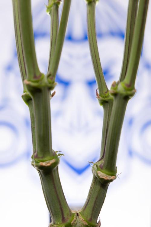 L.A. Kush Cake #3 - Zamnesia x B&B. Week 9 - LA Kush Cake #3 - Mainfolding - 3rd Bloom