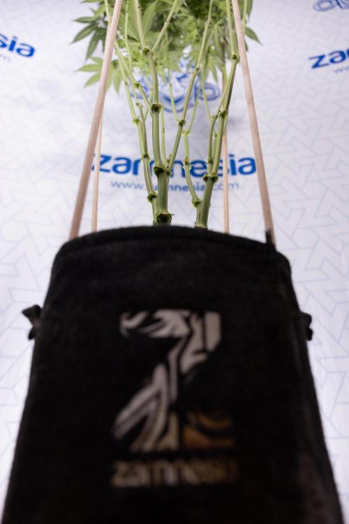 L.A. Kush Cake #3 - Zamnesia x B&B. Week 9 - LA Kush Cake #3 - Mainfolding - 3rd Bloom