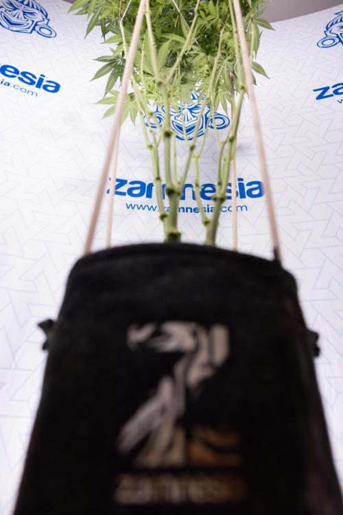 L.A. Kush Cake #3 - Zamnesia x B&B. Week 9 - LA Kush Cake #3 - Mainfolding - 3rd Bloom