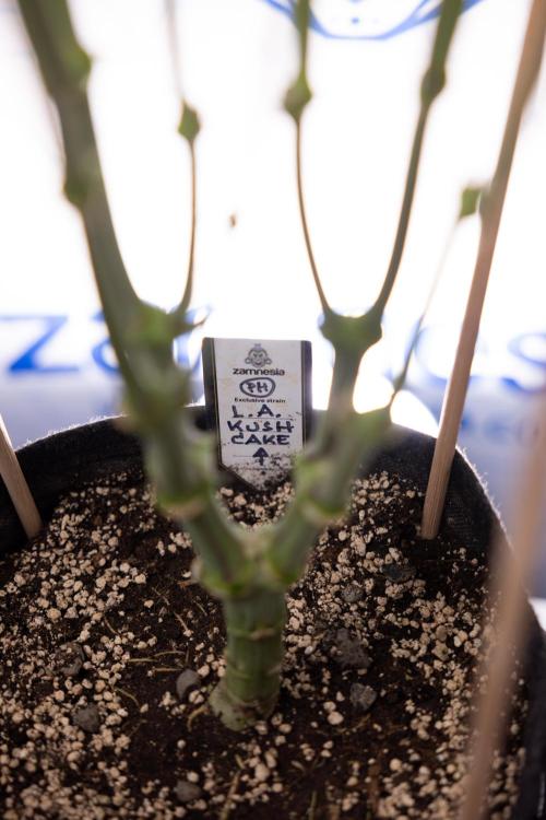 L.A. Kush Cake #3 - Zamnesia x B&B. Week 9 - LA Kush Cake #3 - Mainfolding - 3rd Bloom