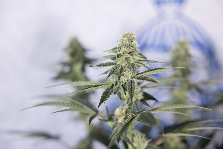 L.A. Kush Cake #3 - Zamnesia x B&B. Week 9 - LA Kush Cake #3 - Mainfolding - 3rd Bloom