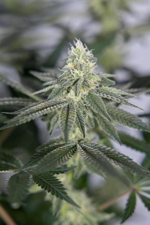 L.A. Kush Cake #3 - Zamnesia x B&B. Week 9 - LA Kush Cake #3 - Mainfolding - 3rd Bloom