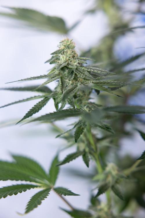 L.A. Kush Cake #3 - Zamnesia x B&B. Week 9 - LA Kush Cake #3 - Mainfolding - 3rd Bloom