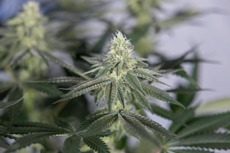 L.A. Kush Cake #3 - Zamnesia x B&B. Week 9 - LA Kush Cake #3 - Mainfolding - 3rd Bloom