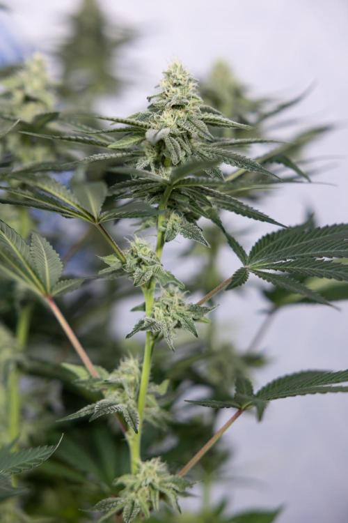 L.A. Kush Cake #3 - Zamnesia x B&B. Week 9 - LA Kush Cake #3 - Mainfolding - 3rd Bloom