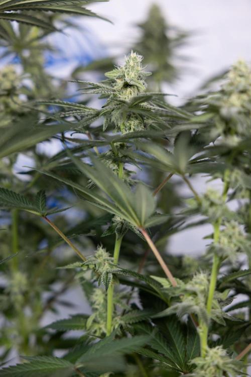 L.A. Kush Cake #3 - Zamnesia x B&B. Week 9 - LA Kush Cake #3 - Mainfolding - 3rd Bloom