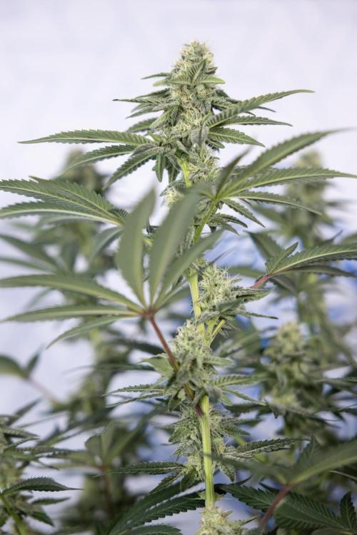 L.A. Kush Cake #3 - Zamnesia x B&B. Week 9 - LA Kush Cake #3 - Mainfolding - 3rd Bloom