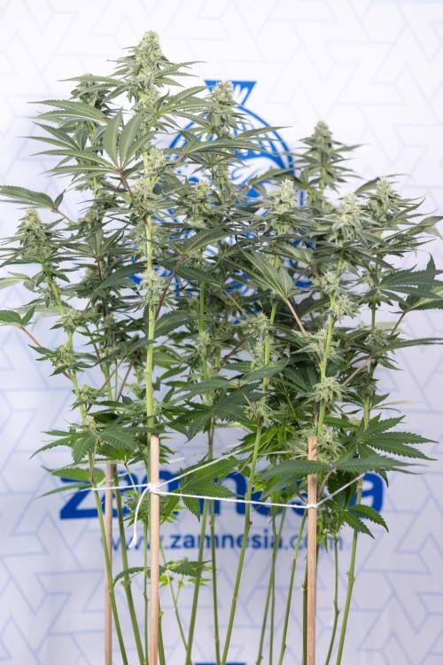 L.A. Kush Cake #3 - Zamnesia x B&B. Week 9 - LA Kush Cake #3 - Mainfolding - 3rd Bloom