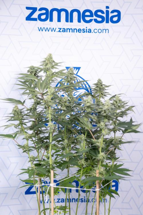 L.A. Kush Cake #3 - Zamnesia x B&B. Week 9 - LA Kush Cake #3 - Mainfolding - 3rd Bloom