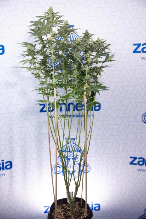 L.A. Kush Cake #3 - Zamnesia x B&B. Week 9 - LA Kush Cake #3 - Mainfolding - 3rd Bloom