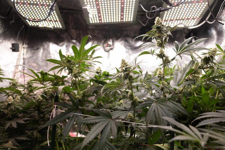 Tropicana Cookies #2 - Zamnesia x B&B. Week 10 - Tropiacana Cookies - Mainfolding - 4th Bloom 