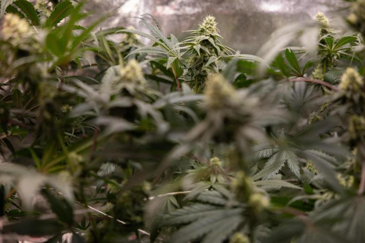 Tropicana Cookies #2 - Zamnesia x B&B. Week 10 - Tropiacana Cookies - Mainfolding - 4th Bloom 