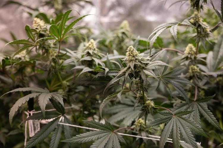 Tropicana Cookies #2 - Zamnesia x B&B. Week 10 - Tropiacana Cookies - Mainfolding - 4th Bloom 