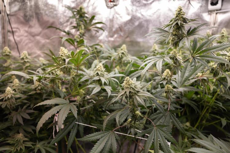 Tropicana Cookies #2 - Zamnesia x B&B. Week 10 - Tropiacana Cookies - Mainfolding - 4th Bloom 