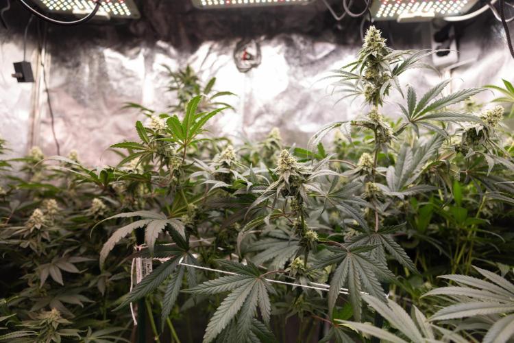 Tropicana Cookies #2 - Zamnesia x B&B. Week 10 - Tropiacana Cookies - Mainfolding - 4th Bloom 