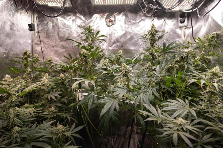 Tropicana Cookies #2 - Zamnesia x B&B. Week 10 - Tropiacana Cookies - Mainfolding - 4th Bloom 