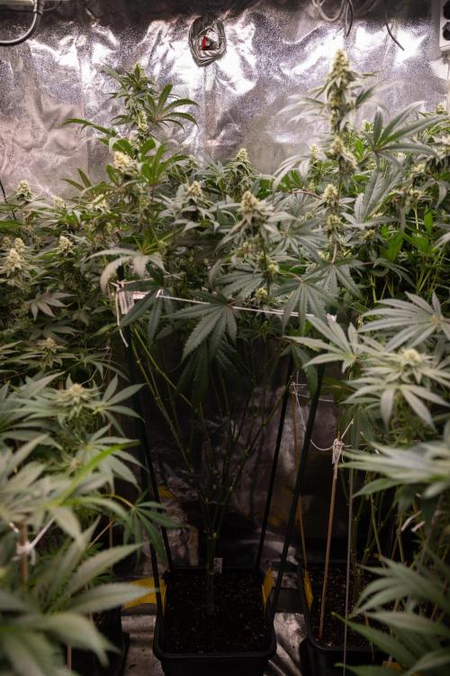 Tropicana Cookies #2 - Zamnesia x B&B. Week 10 - Tropiacana Cookies - Mainfolding - 4th Bloom 