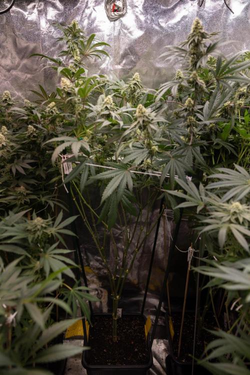 Tropicana Cookies #2 - Zamnesia x B&B. Week 10 - Tropiacana Cookies - Mainfolding - 4th Bloom 