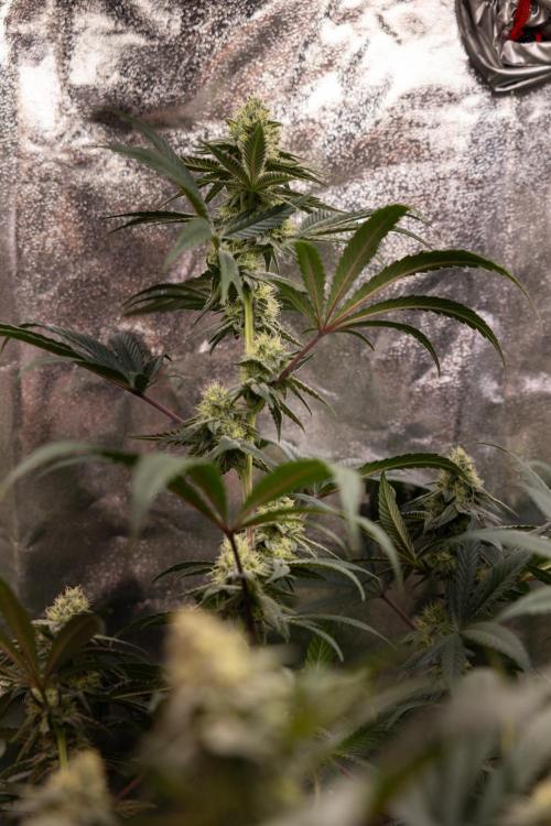 Tropicana Cookies #2 - Zamnesia x B&B. Week 10 - Tropiacana Cookies - Mainfolding - 4th Bloom 