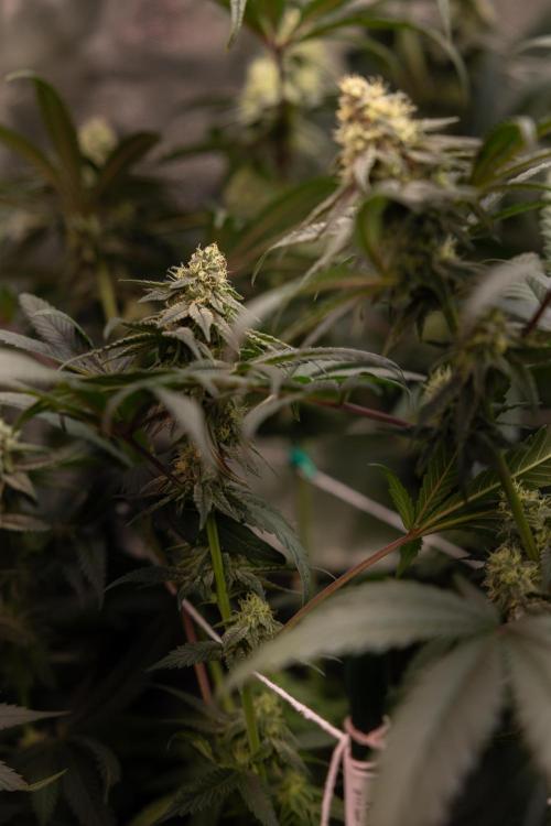 Tropicana Cookies #2 - Zamnesia x B&B. Week 10 - Tropiacana Cookies - Mainfolding - 4th Bloom 