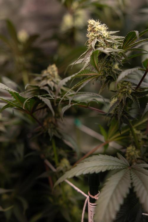 Tropicana Cookies #2 - Zamnesia x B&B. Week 10 - Tropiacana Cookies - Mainfolding - 4th Bloom 