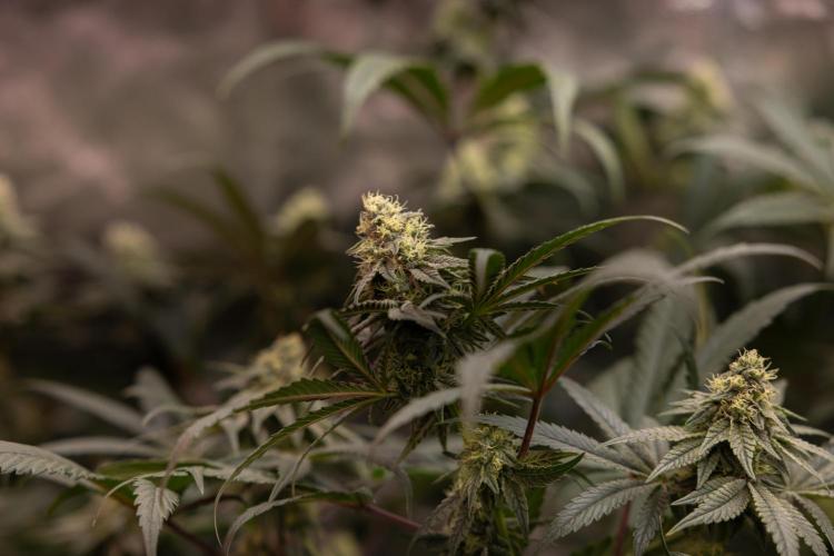 Tropicana Cookies #2 - Zamnesia x B&B. Week 10 - Tropiacana Cookies - Mainfolding - 4th Bloom 